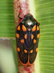 Mahanarva costaricensis costaricensis