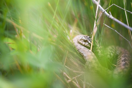 Meadow Viper, Croatia, photo 7 of 10