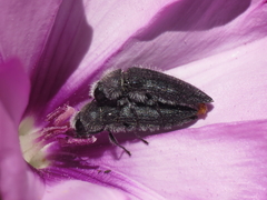 Acmaeodera cylindrica