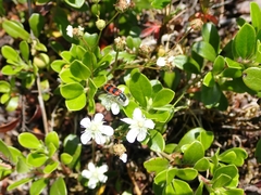 Sibbaldiopsis tridentata