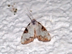 Meganola leucostola