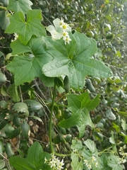 Sicyoeae