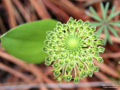 Malaxis elliptica