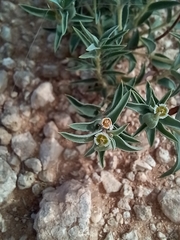 Euphorbia acuta