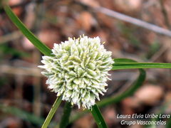 Cyperus sesquiflorus