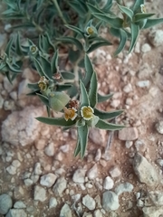 Euphorbia acuta