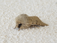 Harpagophana hilaris