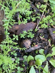 Harknessia uromycoides