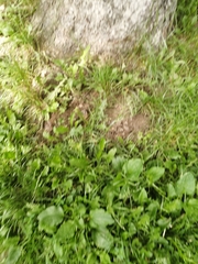 Talpa europaea