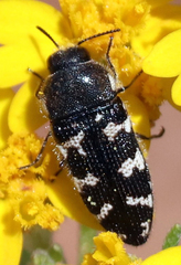 Acmaeodera obtusa