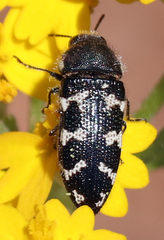 Acmaeodera obtusa