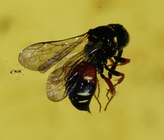 Nysson maculosus