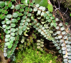 Pellaea rotundifolia