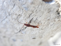 Necydalis laevicollis