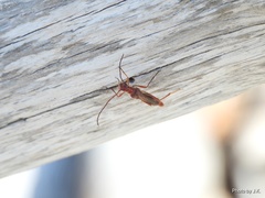 Necydalis laevicollis