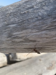 Necydalis laevicollis