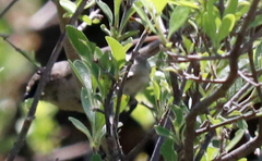 Psaltriparus minimus