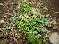 Asplenium hookerianum
