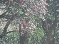 Elaeocarpus serratus