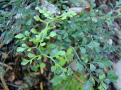 Asplenium hookerianum