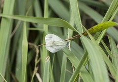 Leptidea sinapis