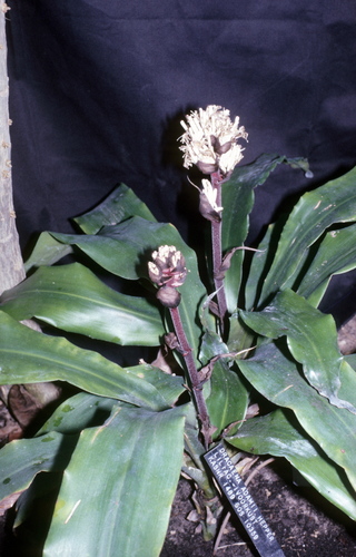 Dracaena adamii