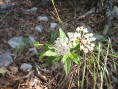 Asclepias texana