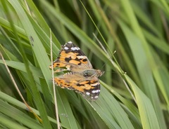 Vanessa cardui