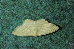 Scopula virgulata