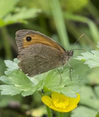 Maniola jurtina