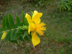 Hypericum mysurense