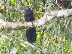 Centropus bengalensis