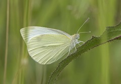 Pieris rapae