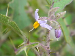 Solanum hovei