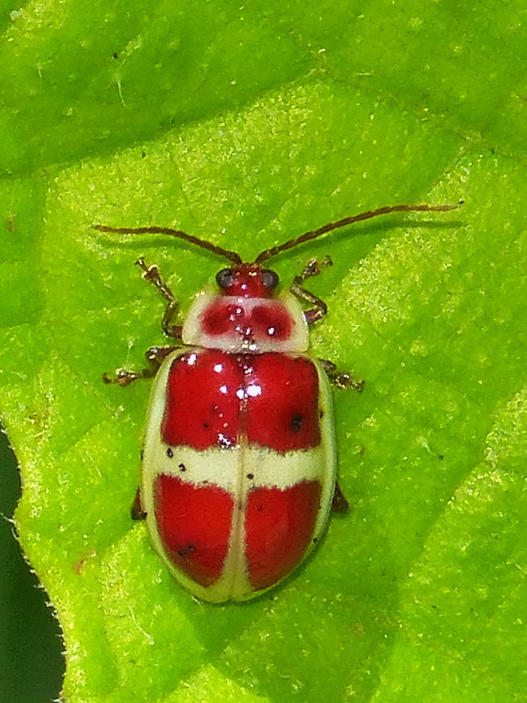 Asphaera discicollis