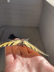 Papilio multicaudata