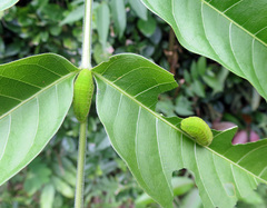 Pseudolycaena marsyas