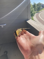 Papilio multicaudata