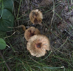 Pseudosperma friabile