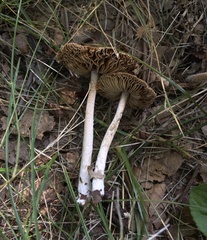 Pseudosperma friabile