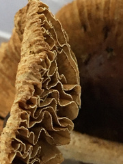 Pseudosperma friabile