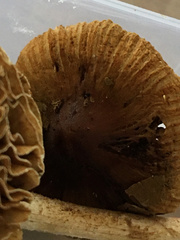 Pseudosperma friabile