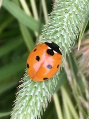 Coccinella septempunctata