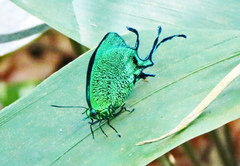 Arcas imperialis