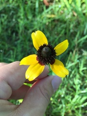 Rudbeckia amplexicaulis