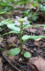 Prunella vulgaris