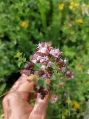 Origanum vulgare