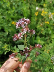 Origanum vulgare