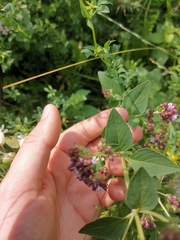 Origanum vulgare