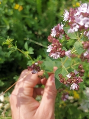 Origanum vulgare